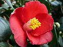 2012-01-14, Kamelie (3)